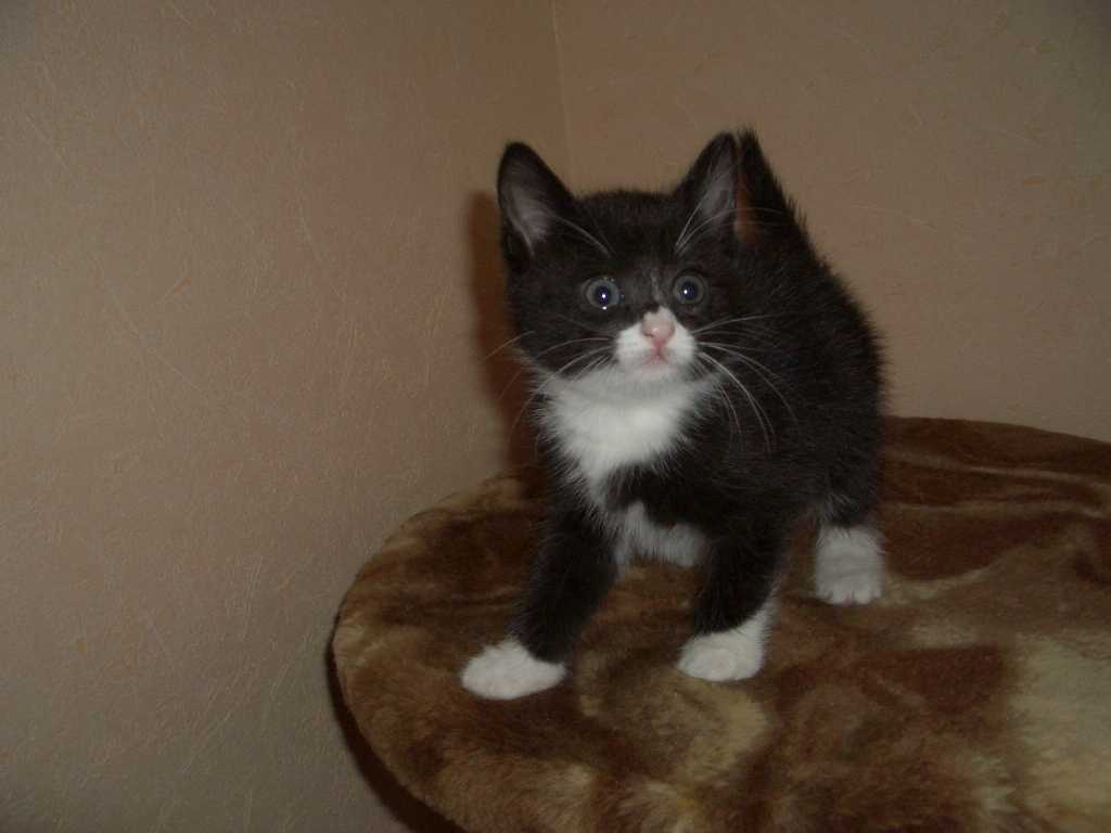 Отдам котенка