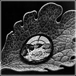 Escher: Dewdrop