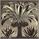 Escher: Palm