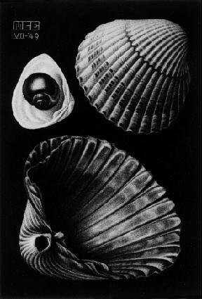 Escher: Sea-shells
